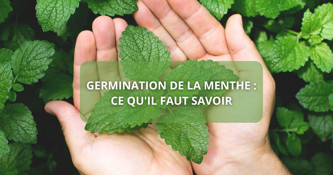 Germination de la menthe : ce qu'il faut savoir