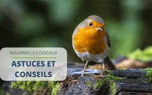 Nourrir les oiseaux en hiver : conseils et astuces