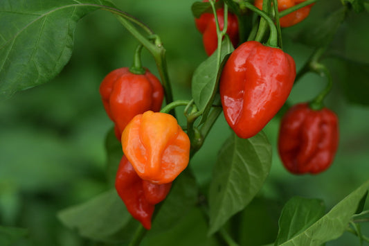 Comment faire pousser du piment habanero ? 