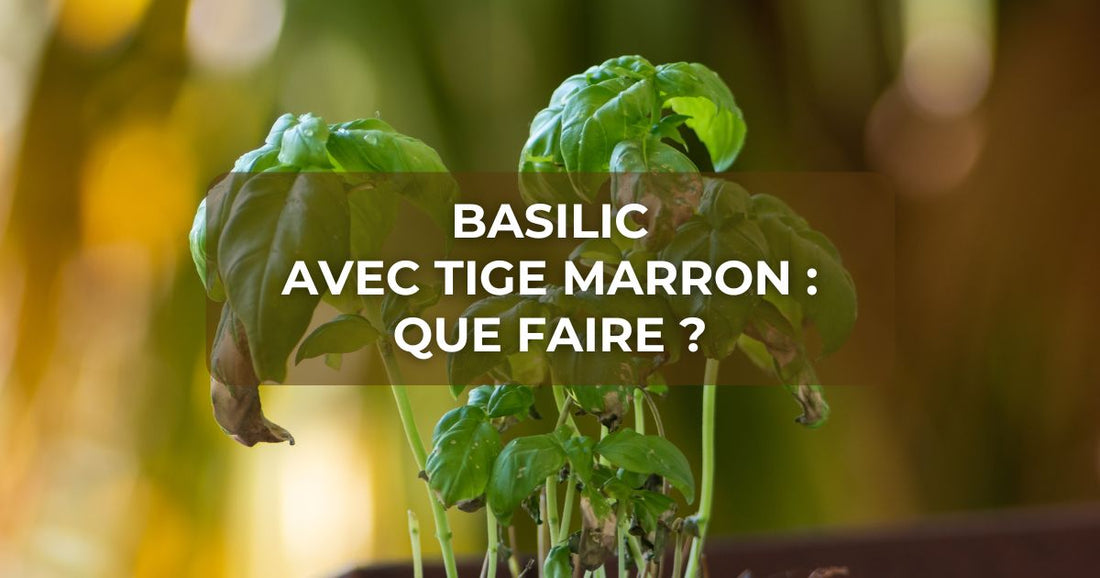 Basilic avec tige marron : que faire ?