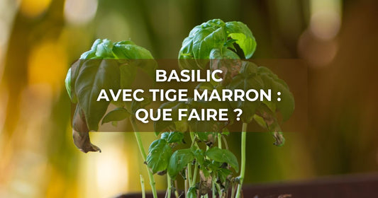 Basilic avec tige marron : que faire ?