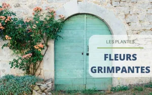 Les fleurs grimpantes