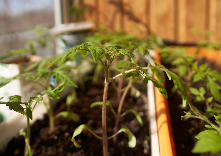 Comment faire un potager en appartement ?