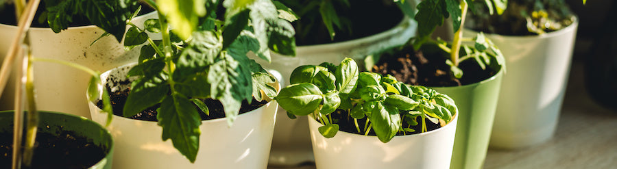 Comment faire pousser vos plantes grâce à un kit de jardinage d’intérieur ?