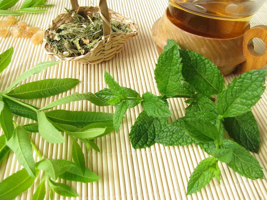 Comment faire pousser de la menthe marocaine en pot ou sur un balcon ?