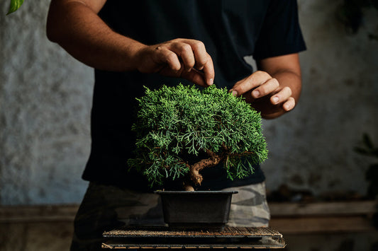 Quand défolier un bonsaï ? Une technique accessible pour sublimer votre arbre miniature
