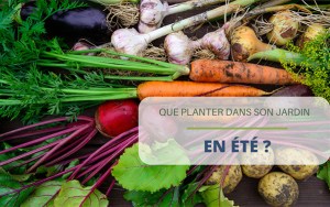 Que planter dans son jardin en été ?