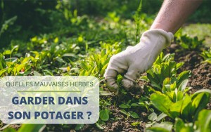 Quelles mauvaises herbes garder dans son potager ?