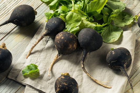 Comment cultiver le radis noir dans son potager ?