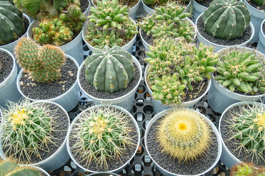 Comment rempoter un cactus sans se blesser ?