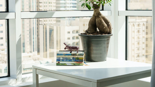 Bonsaï sur un rebord de fenêtre : bonne idée ?