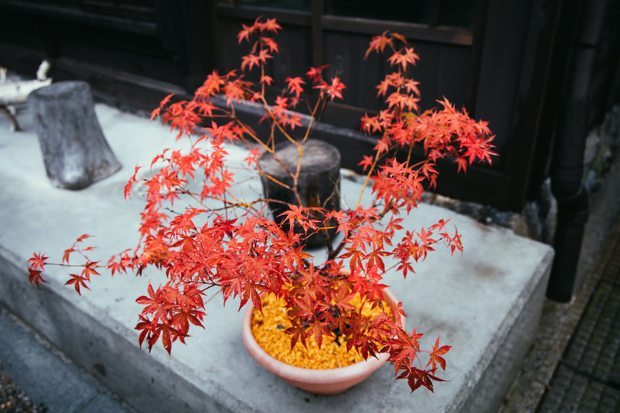 Faire pousser un bonsai Japanese Maple 