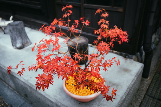 Faire pousser un bonsai Japanese Maple 