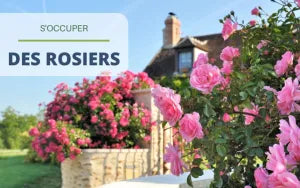 Les rosiers