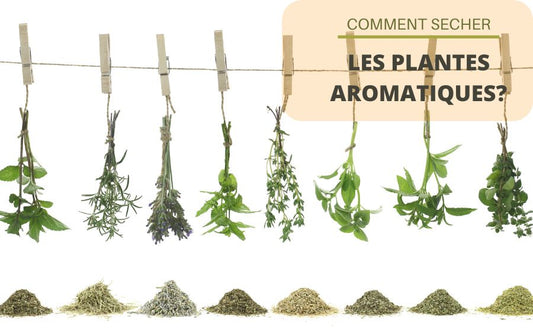 Comment faire sécher vos plantes aromatiques ?