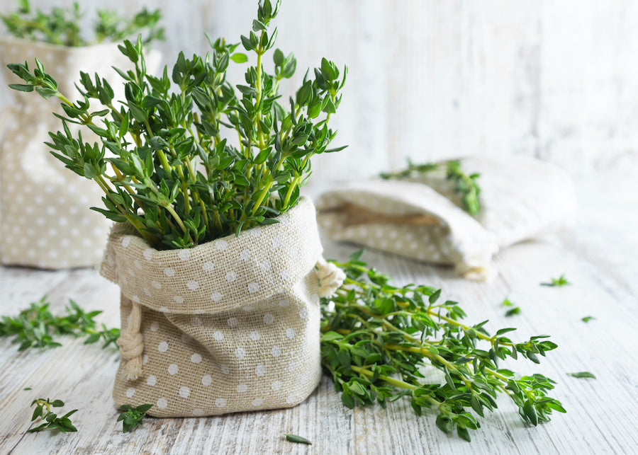Quand tailler le thym : guide pratique pour des herbes aromatiques luxuriantes