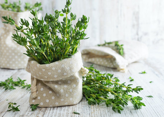 Quand tailler le thym : guide pratique pour des herbes aromatiques luxuriantes