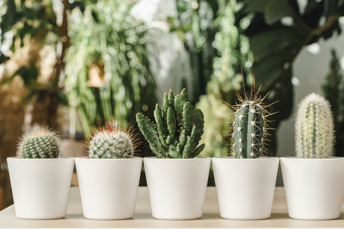 5 Erreurs courantes qui font mourir un cactus (et comment les éviter)