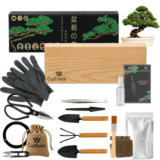 Kit Bonsai Box Experience