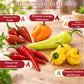 Mini Kit Prêt à pousser Piments BIO*
