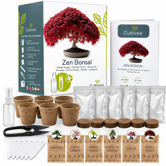 Mini Kit Zen Bonsai - 6 graines avec accessoires