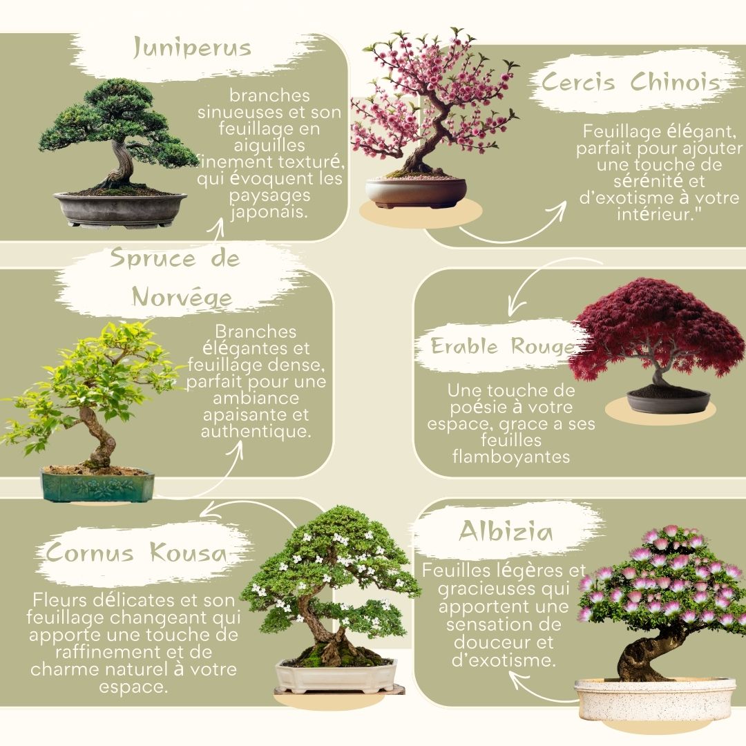 Zen-Bonsai-Set – 6 Bonsais zum Selberziehen mit Zubehör
