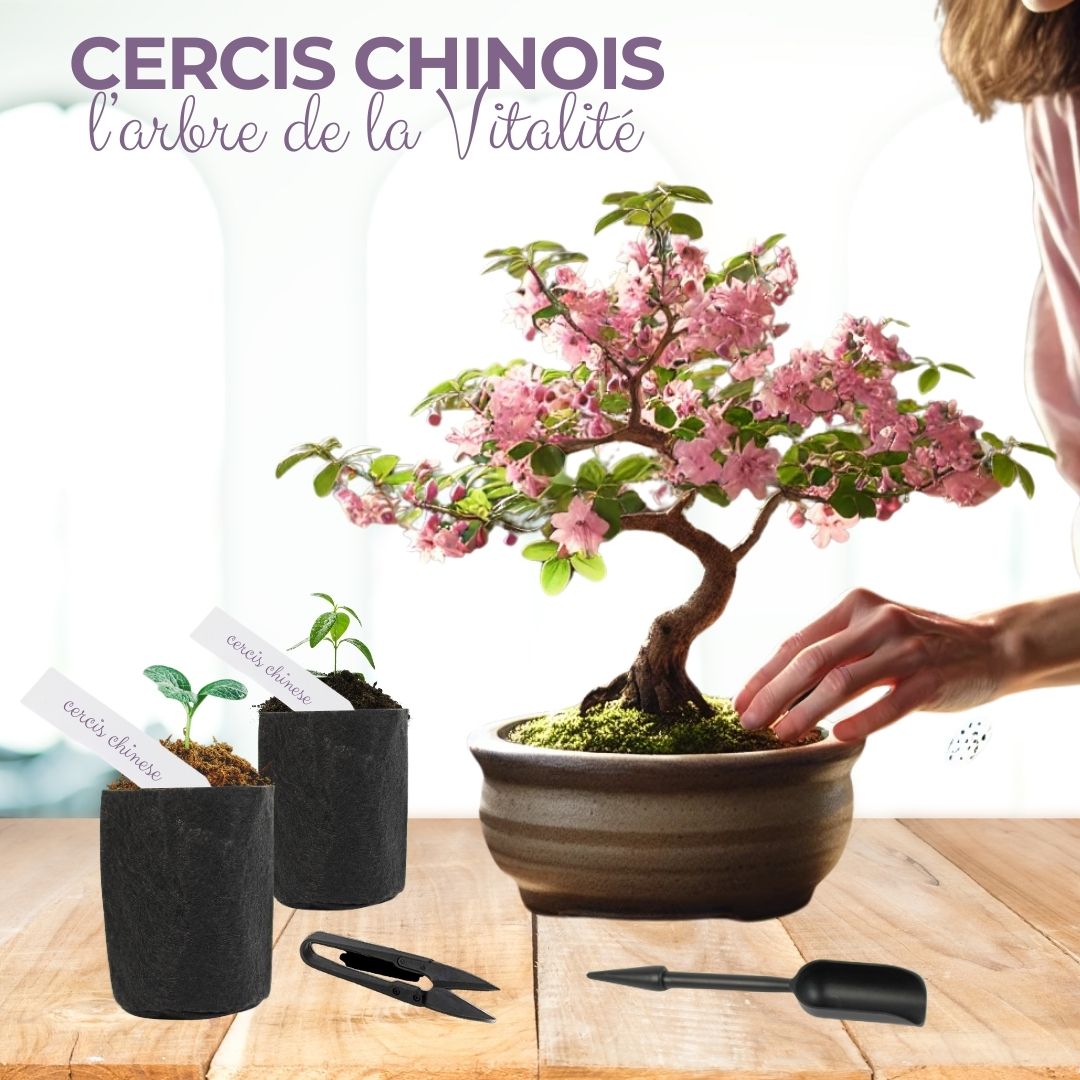 Kit First Bonsai Cercis Chinensis