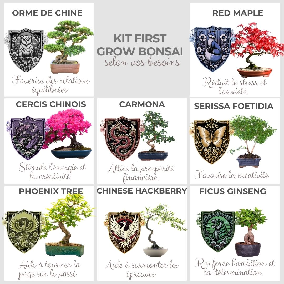 Kit First Bonsai Orme de Chine