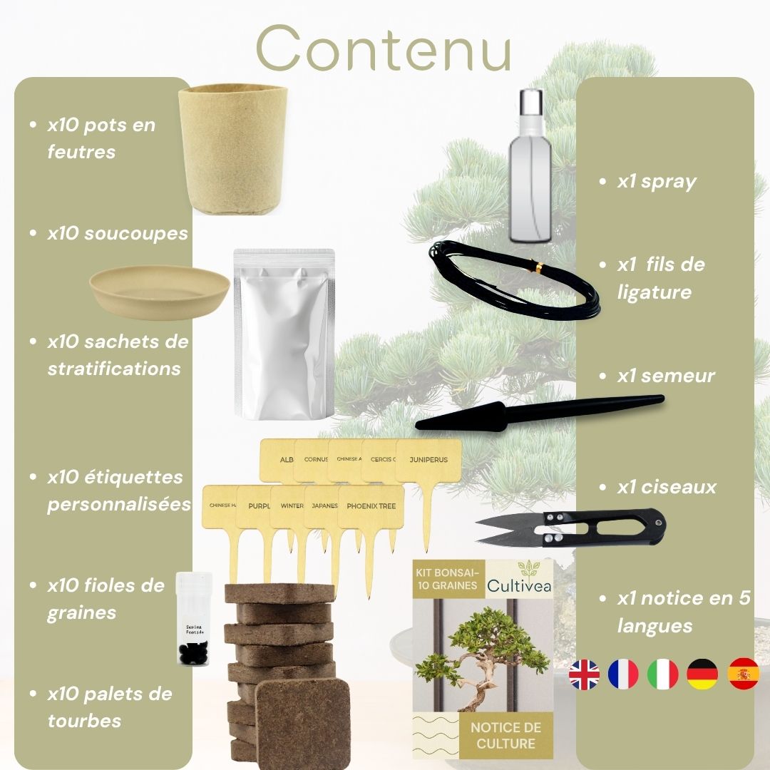 Kit 10 Bonsaïs à faire pousser avec accessoires