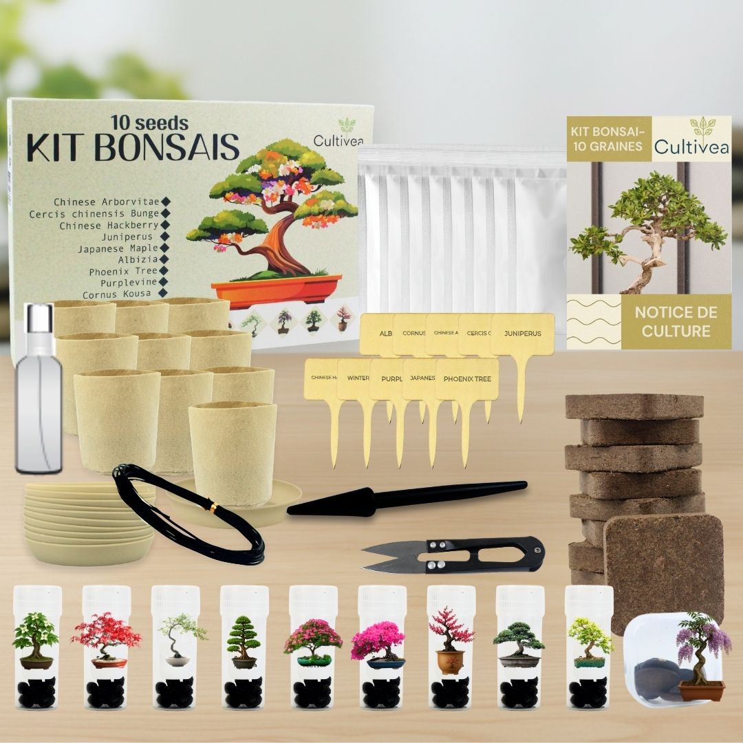 Kit 10 Bonsaïs à faire pousser avec accessoires