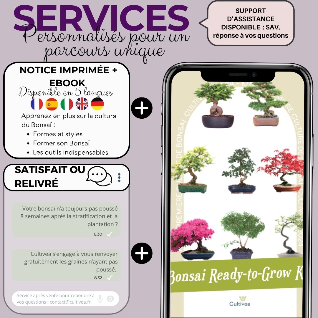 Kit First Bonsai Purple Vine