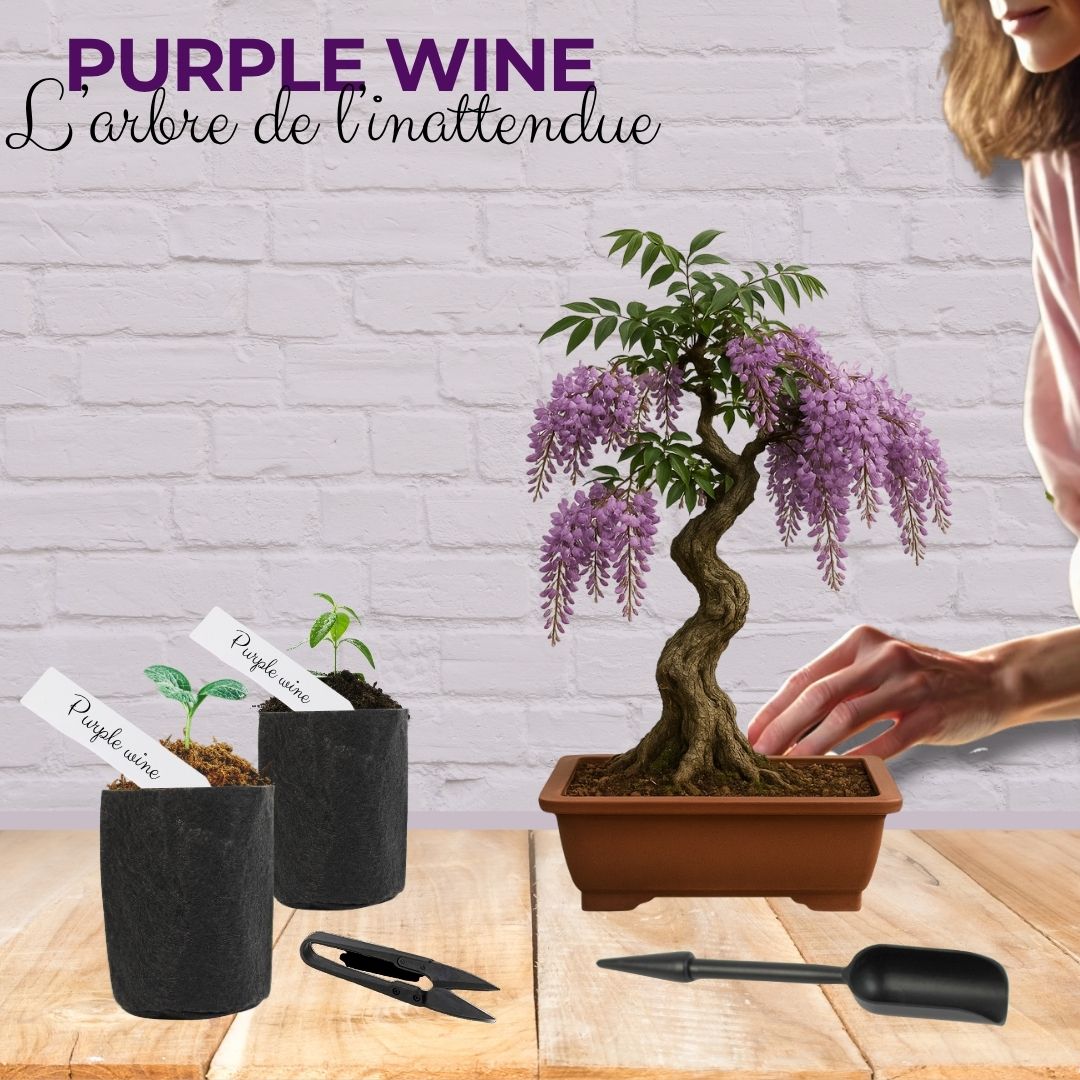 dracena lucky bamboo Dracaena Sanderiana Lucky Bamboo – NurseryRx
