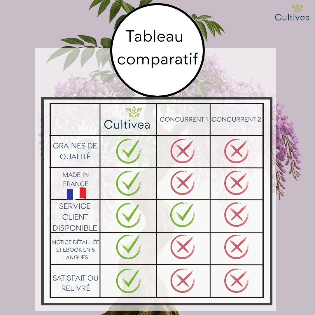 Kit First Bonsai Purple Vine