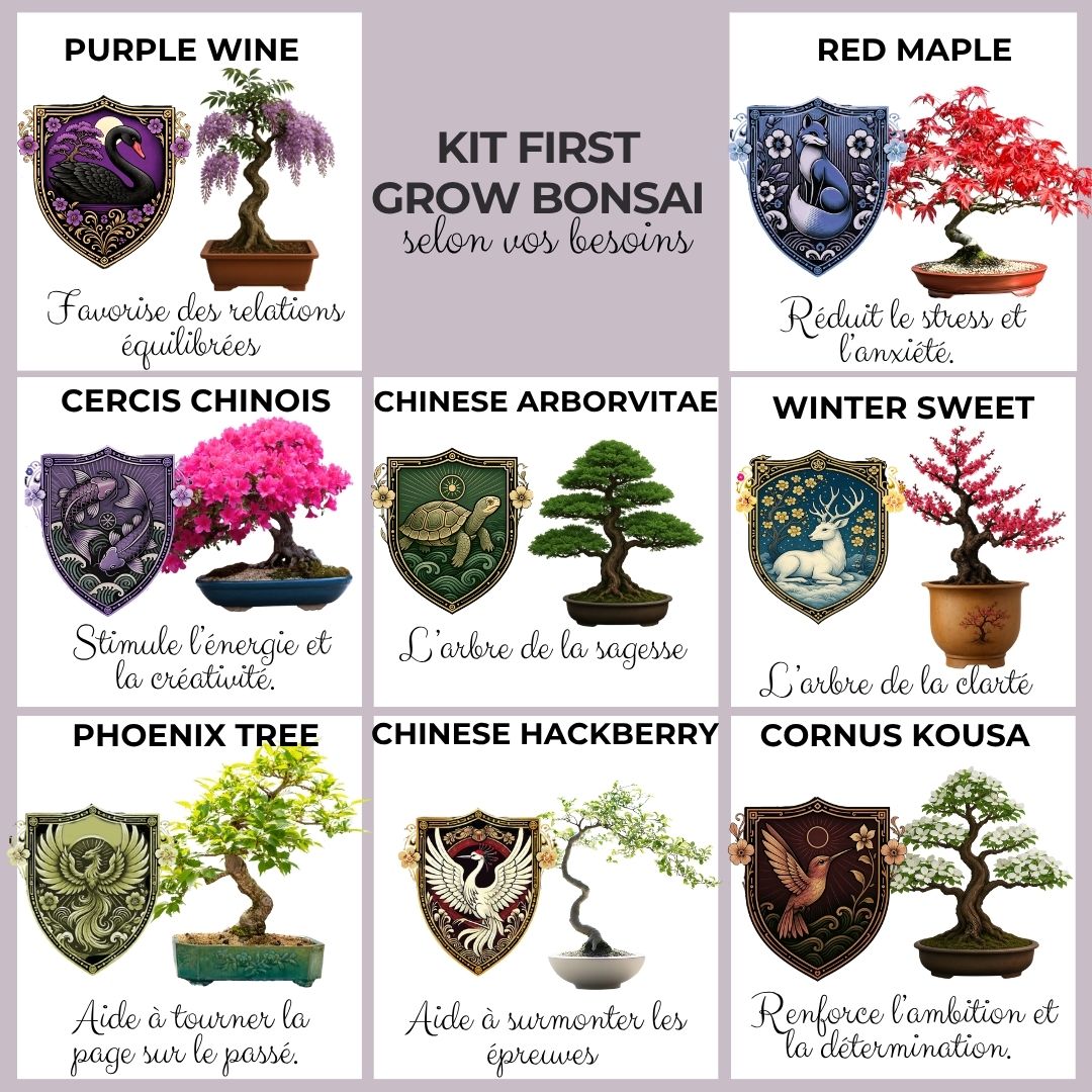 Kit First Bonsai Purple Vine