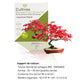 Einsteiger-Bonsai-Set Japanischer Ahorn