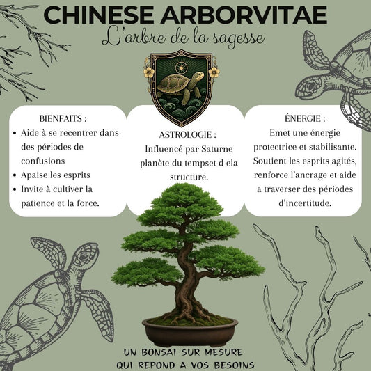 Kit First Bonsai Chinese Arborvitae