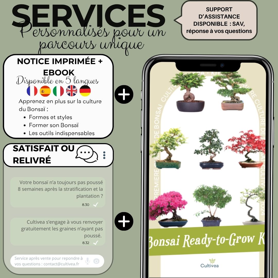 Kit First Bonsai Chinese Arborvitae