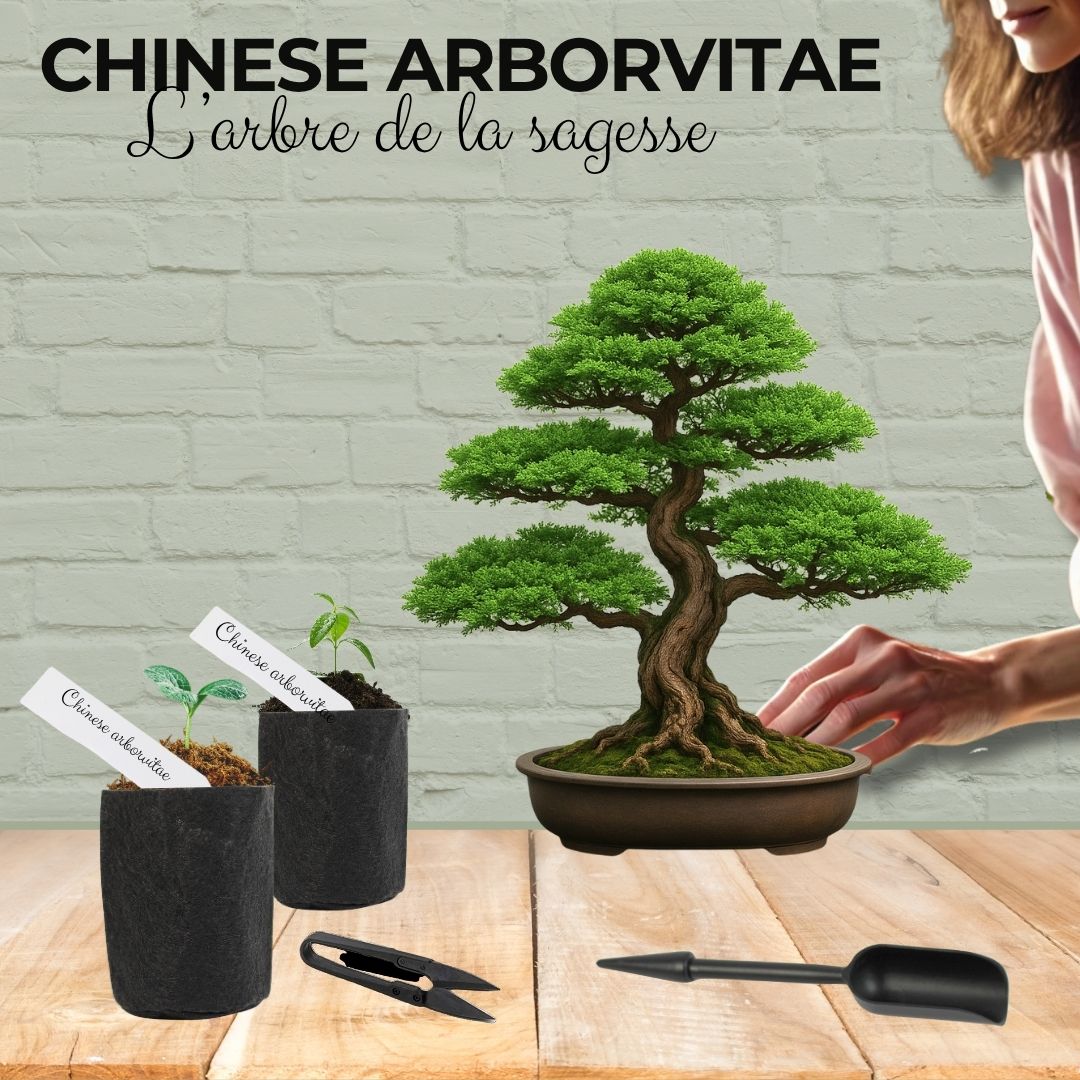 Kit First Bonsai Chinese Arborvitae