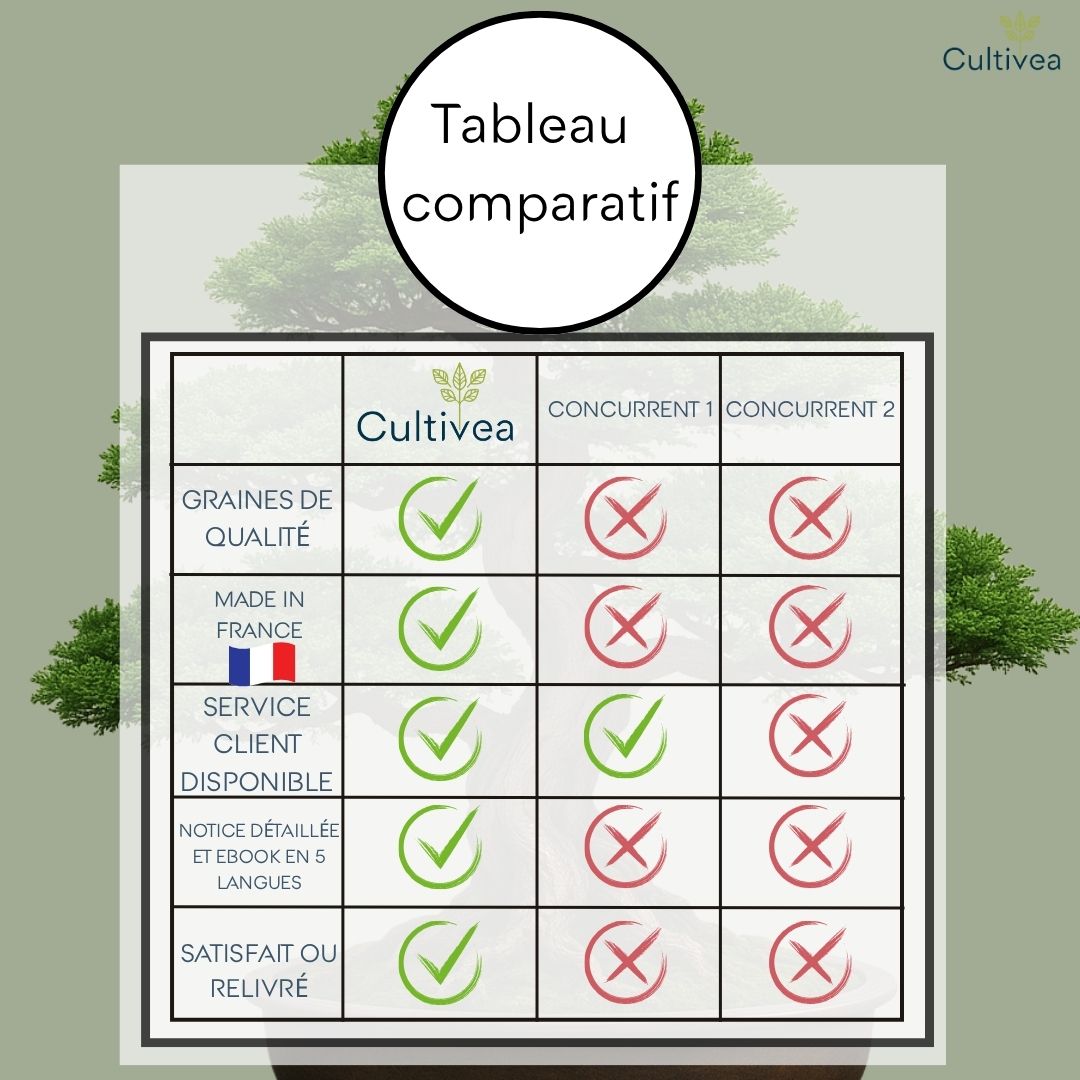 Kit First Bonsai Chinese Arborvitae
