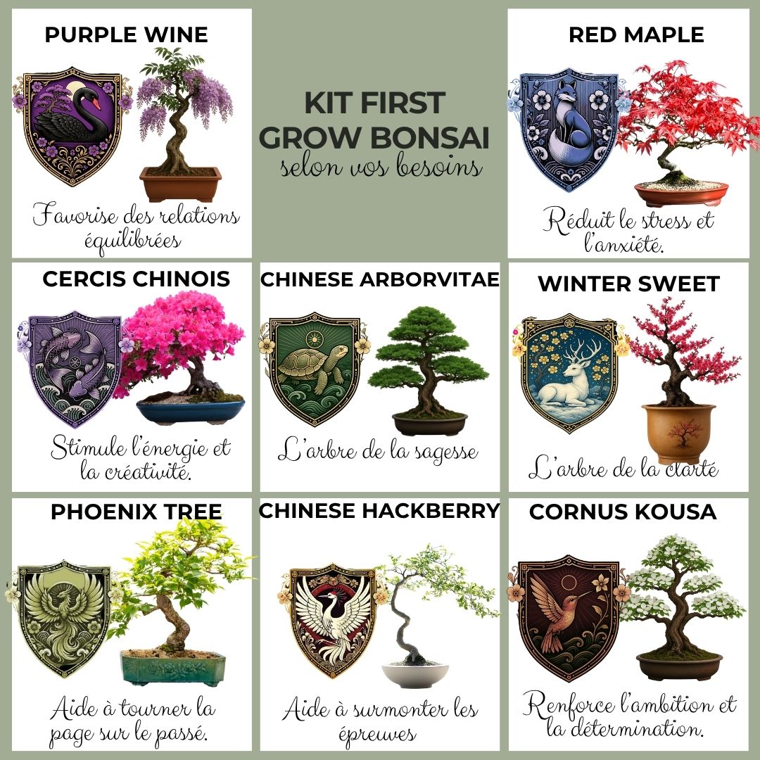 Kit First Bonsai Chinese Arborvitae