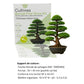 Einsteiger-Bonsai-Set Chinese Arborvitae