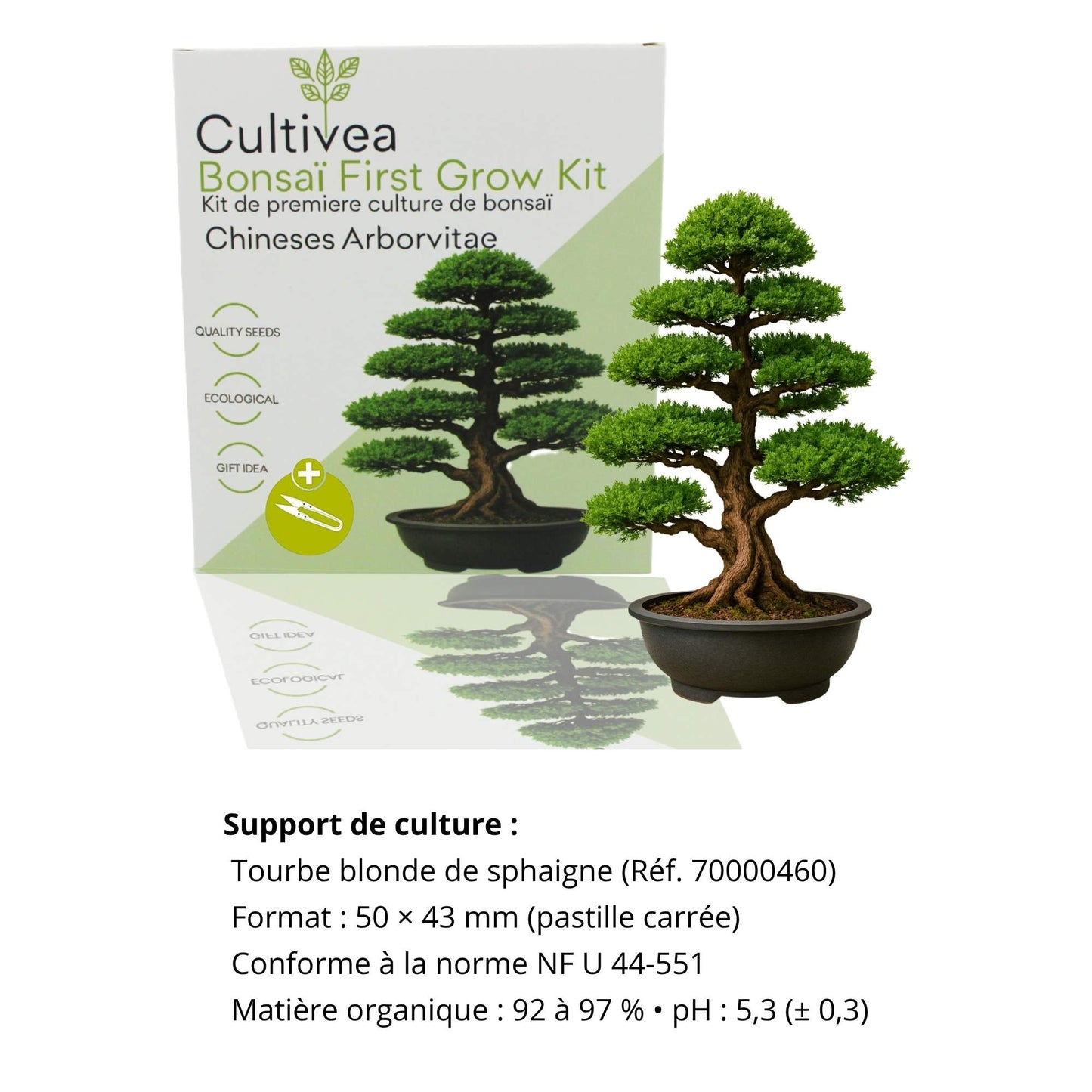 Einsteiger-Bonsai-Set Chinese Arborvitae