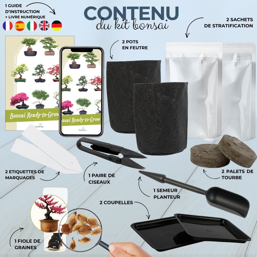 Kit First Bonsai Winter sweet