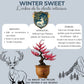 Kit First Bonsai Winter sweet