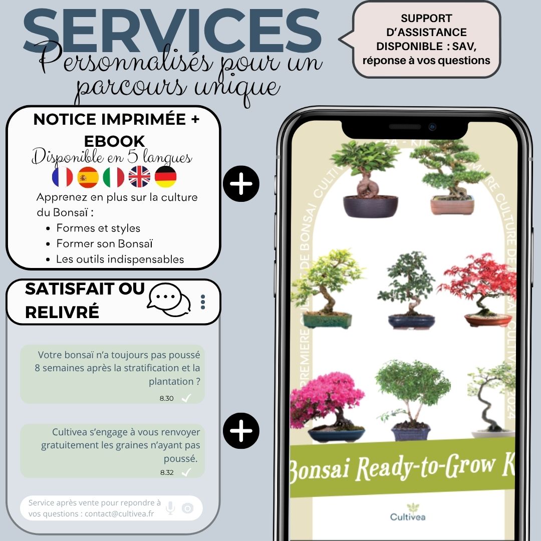 Kit First Bonsai Winter sweet