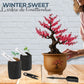 Kit First Bonsai Winter sweet