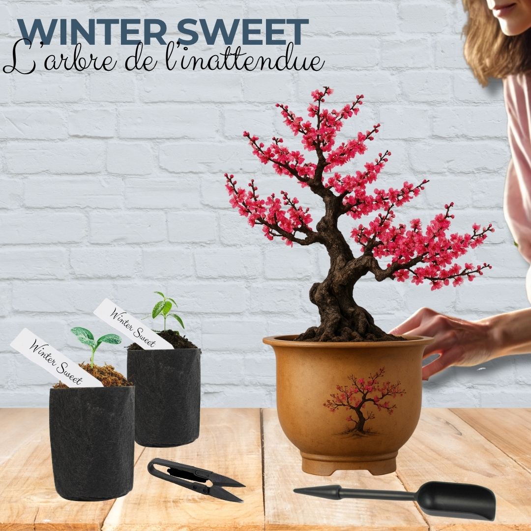 Kit First Bonsai Winter sweet