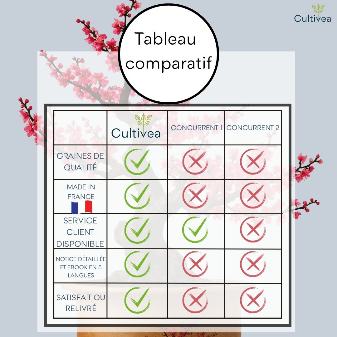 Kit First Bonsai Winter sweet