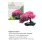 Kit First Bonsai Cercis Chinensis