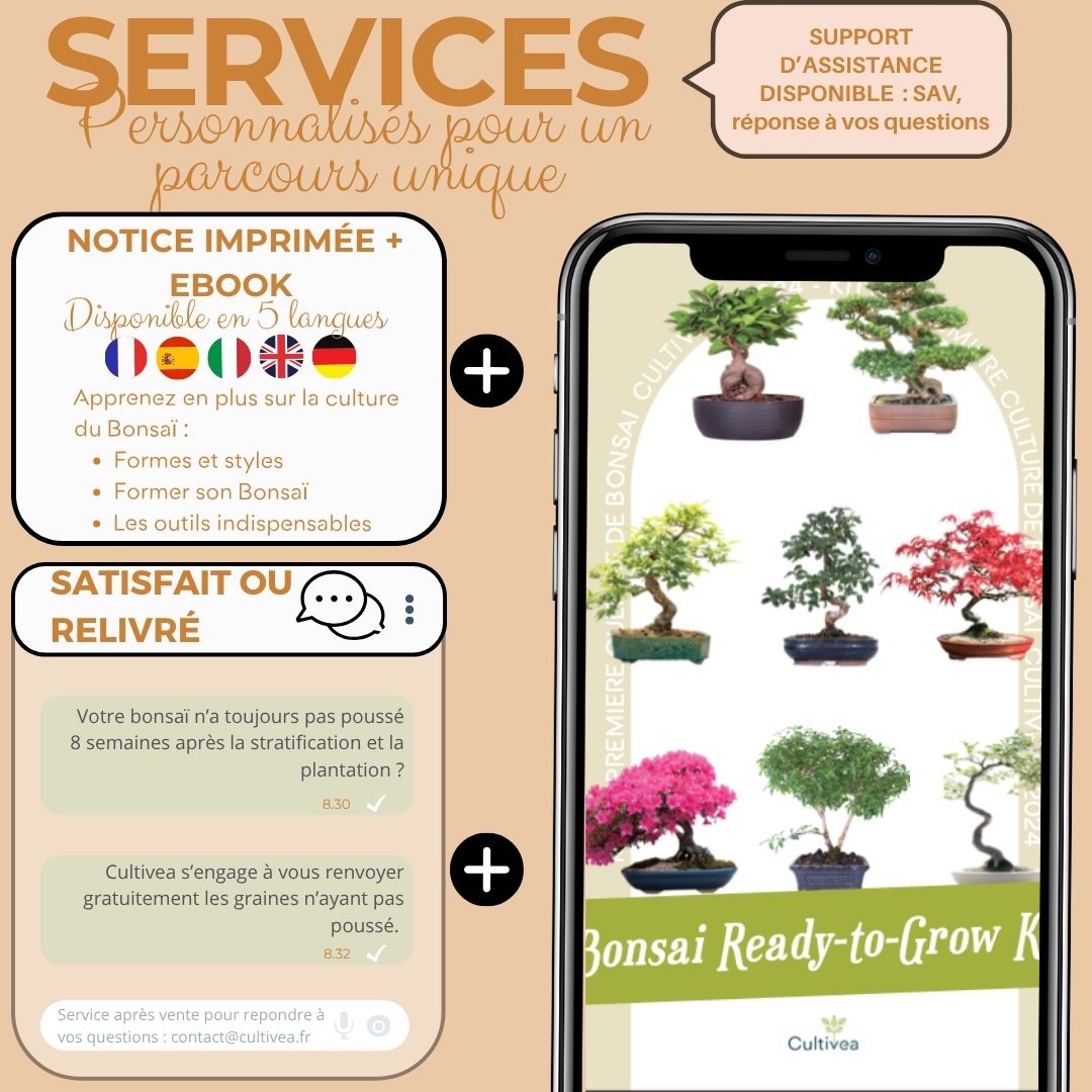 Kit First Bonsai Cornus Kousa